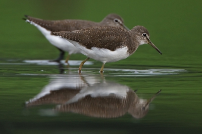 Twee foto's van witgatjes waarbij ik getracht heb een compositie te maken van twee vogels n twee spiegelbeelden. De mooie groene kleur van het water maakte het beeld voor mij compleet.