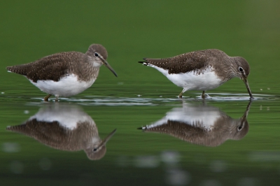 Twee foto's van witgatjes waarbij ik getracht heb een compositie te maken van twee vogels n twee spiegelbeelden. De mooie groene kleur van het water maakte het beeld voor mij compleet.