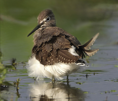 In een observatie post van Staatsbosbeheer uren zitten wachten op de watersnippen.
Die kwamen dus niet.... maar wel dit witgatje kwam zich even tonen.