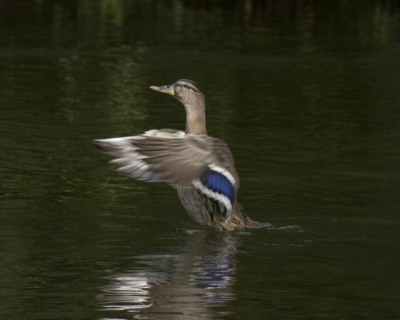 volop eenden aan het water. deze eend bijna voor mijn camera terwijl we op ijsvogels aan het wachten waren