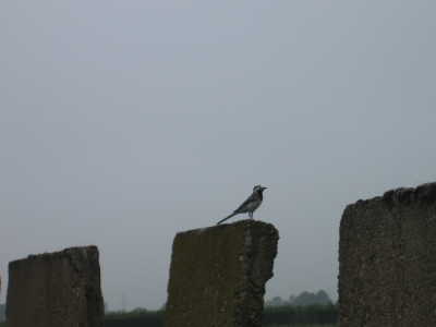 hier een witte kwikstaart die op de keerwand zat. ik heb ze van behoorlijk dichtbij gefotografeerd
