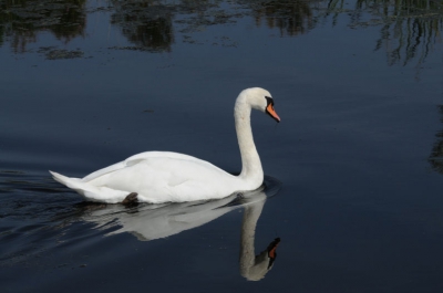 Mijn eerste foto op Birdpix.
Heb 'n paar maanden 'n Nikon D300, en aan het uitproberen.