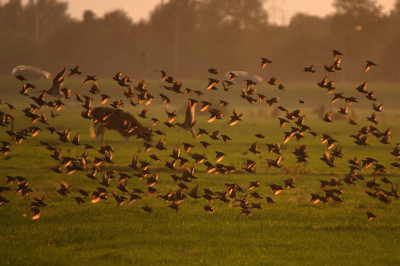 steeds meer raak ik gefascineerd door de invloed van het licht op de foto's die ik maak...spreeuwen verzamelen zich vlak voor zonsondergang en als je dan zorgt op een plek te staan waar de ondergaande zon als achtergrond dient krijg je leuke effecten...