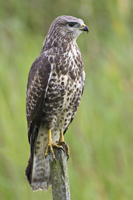 Dit is dezelfde, goed te benaderen, Buizerd, die jij Ron van Elst ook op de foto hebt gezet. Ik vind jou foto mooier door de de omgeving met die frisse rietbladeren. 
Hij zit hier wel op een ander paaltje.