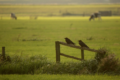 als een tevreden bejaard echtpaar naar de zonsondergang kijken en bedenken dat het leven goed is