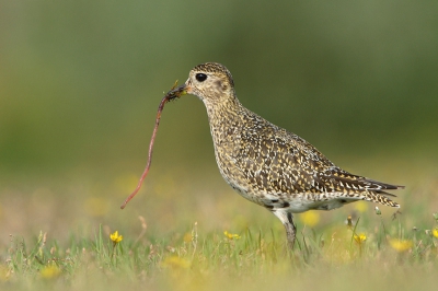 Vandaag probeerden wij ons geluk op de Maasvlakte. De Draaihals werkte goed mee maar (foto)ster van de dag was toch wel de Goudplevier !! Met dank aan Richard die ons attent maakte op de aanwezigheid van deze vogel. Foto's van de Draaihals volgen wellicht later !!

Kijk ook eens op onze site: www.pbase.com/brenda_michel