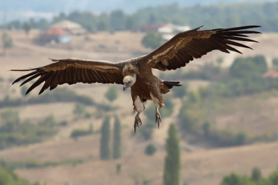 De eerste Bulgarije-foto's zijn uitgezocht.
Helaas viel de diversiteit wat tegen. De eerste dagen lieten alleen aasgieren en valegieren zich goed fotograferen vanuit de hut.
