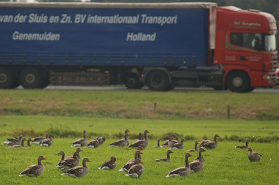 diegenen die gisteren mijn upload over de ganzentrek hebben gezien (http://www.birdpix.nl/album_page.php?pic_id=144653), kunnen zich waarschijnlijk mijn toenemende verwarring wel voorstellen toen ik even later dit beeld zag.....In de streek waar o.a. Gerwin van Houwelingen zich regelmatig bevindt, gebeurt blijkbaar meer dan men zo geneigd is te denken..ik zal wel nooit een echte vogelaar worden..