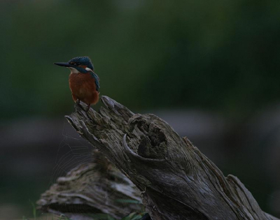 Opname vanochtend vroeg gemaakt tegen half acht. Genomen m.g.v. camouflagenet. Spinnenrag geeft (n.m.m.) een extra demensie aan de foto.