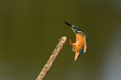 Nog even een Approach van dit prachtige vogeltje, iets scherper dan de vorige upload.
Maar qua compositie is de vorige mijnsinziens iets mooier.