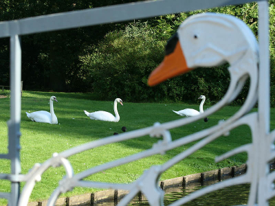 Deze drie Knobbelzwanen komen eens kijken bij een soortgenoot die nooit iets terug zegt. De foto is gemaakt bij een bruggetje in het grote park Sonsbeek.