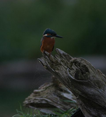 Opname setting is als voorgaande foto, deze iets verlicht en matig gecropt. Omstandigheden echter zijn hetzelfde qua opname techniek.