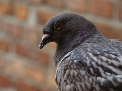 Deze stadsduif kwam op een avond zomaar op ons terras aangevlogen, totaal uitgeput. De duif had aan elke poot een ring, verloren gevlogen na een wedstrijd?? Ik gaf de duif wat te eten, nadien bleef hij elke dag komen om te eten en knapte zichtbaar op. Na 11 dagen is hij vertrokken. We missen hem. Hij kon zo lief Roe... mompelen (afkorting van Roekoe?? ;-)) We hadden hem Reiziger genoemd.