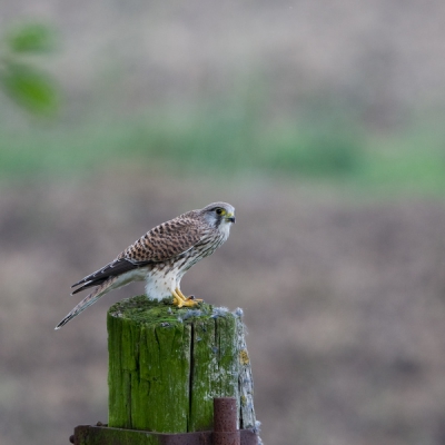 Droom is werkelijkheid geworden, eerste foto met mijn nieuwe 500 mm lens. Wie me kan helpen aan gebruikstips, heel graag!