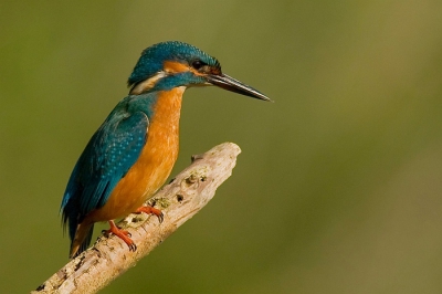 In al het IJsvogel geweld, wil ik ook nog wel wat toevoegen.
Geen bijzondere pose, maar wel lekker scherp!