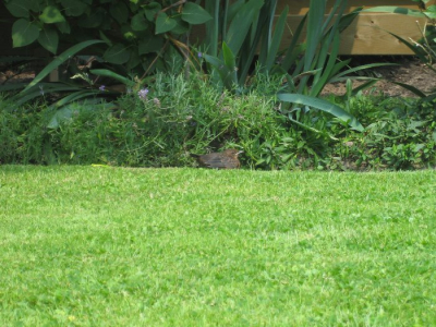 een jonge merel die in de tuin zat. de vader kwam regelmatig voer brengen, ze waren niet bang