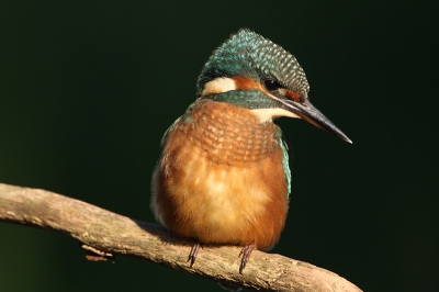 Vanuit m'n observatiehut zag ik dat de jonge IJvogel druk aan het jagen was. Dit exemplaar ging op korte afstand van mij zitten, zo kort dat hij maar net in de zoeker paste. De meeste IJsvogel foto's van mij hebben een groene achtergrond door het riet, deze is mooi donker door de schaduw en donkere waterkleur.