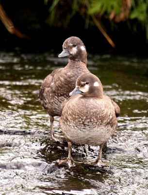 Snelstromende rivier uitmondend in het grtoe meer meerdere Harlekijneenden (vrouwtjes)