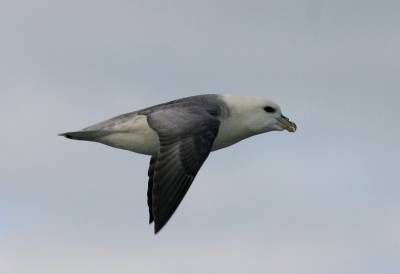 Enkele Stormvogels vlogen zo nu en dan parallel met de boot en gaven de gelegenheid een paar foto's te maken, mooi is de aparte snavelvorm te zien