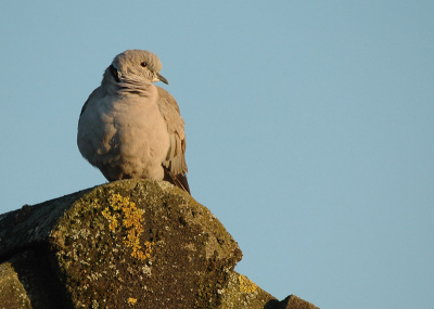 Gisteravond nog even een paar foto's gemaakt van een duifje in het avondzonnetje.
Dit is tevens mijn eerste foto op Birdpix. Na een poos dagelijks bezoeker te zijn, werd het tijd om me eens aan te melden.