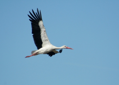 Hier dan mijn eerste foto op Birdpix. Het blijft een mooie vogel, helemaal vliegend. Ik ben benieuwd wat jullie er van vinden. Kritiek is welkom!