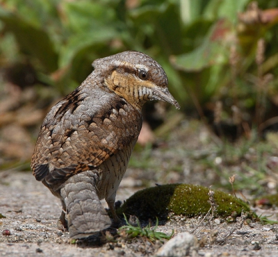 Er zijn geloof ik al heel wat foto's van Draaihalzen de revue gepasseerd dit jaar maar toch probeer ik het een keer. Voornamelijk vanwege de aparte houding denk ik dat het wel wat toevoegt aan de foto's die al eerder zijn geplaatst. Na het maken van heel veel foto's gingen we meer dan tevreden naar huis.