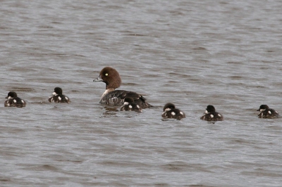 Op een klein meer wemelde het van verschillende duikers en eendensoorten. Ook deze IJslandse brikduiker met zijn zes jongen