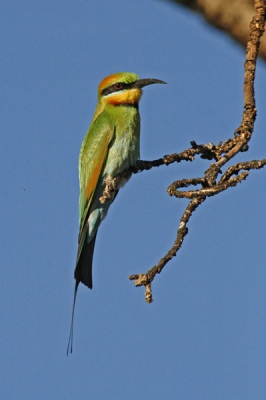 Mijn eerste foto hier op BP! Ik ben een beginneling en ik hoop zo wat tips te krijgen.... 
En hopelijk kan ik jullie plezieren met Australische vogels!