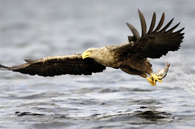 De geslaagde vangst. Uit de hand en overhangde uit de boot net boven het water. Full-frame.