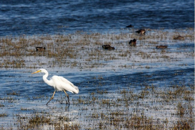 Zilver en goud, wel grappig dat je hier een Grote Zilverreiger kunt fotograferen tussen de Goudknopjes. 

Hij trok zich niks aan van de luidruchtige kids die ook in de kijkhut waren, en zo kon ik naar hartelust mijn nieuwe set eens echt uitproberen. De foto is gecropt (+- een derde van origineel).
