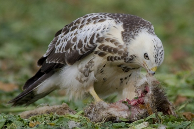 Witte buizerd die konijn aan het verorberen is.  Het konijn was een slachtoffer van de suikerbietmachine.  Zes buizerds vochten voor het kadaver.  De vijf bruine buizerd gingen vliegen...