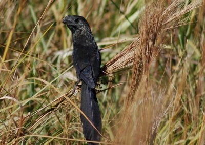 Foto genomen in een prachtig natuurpark bij Fortaleza in Brazili. Deze vogel is daar talrijk aanwezig. Erg schuw je moet hem net overlopen en dan snel op de plaat.