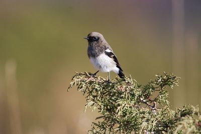 Tijdens de reisbegeleiding voor de BirdingBreaks.nl reis naar Kazachstan tijdens het laatste gedeelte in de bergen deze prachtige Blue-capped Redstart als cadeautje gekregen. Ik zag dat hij aan het fourageren was in het gras. Ben toen vanuit de schaduw van een nabij gebouw om hem heen gelopen zodat ik de opkomende zon in de rug had. Leuk resultaat lijkt me?