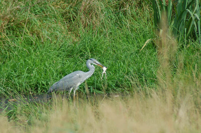 Deze blauwe reiger zat tussen de middag heerlijk van zijn lunch te genieten. Heerlijk: kikkerbilletjes.