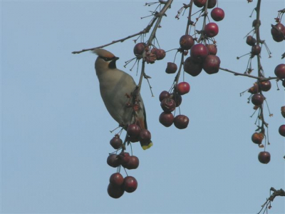 Vandaag eens pestvogels in onze woonplaats