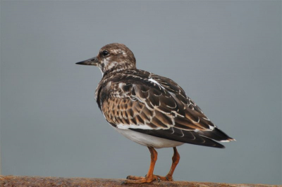 Het was bewolkt vanochtend in Lauwersoog. Desondanks waren er veel dagjesmensen in de haven. Dit steenlopertje trok zich hier niets van aan.