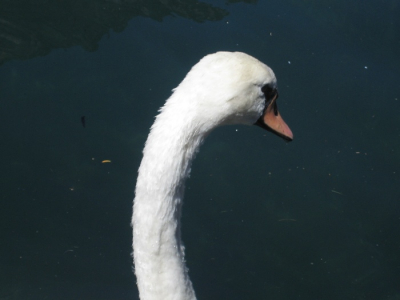 een portretfoto van een knobbelzwaan gemaakt, zo zie je eens een knobbelzwaan van dichtbij