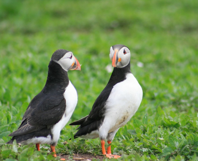 Het zijn zulke leuke vogels !! Op de Farne eilanden hl veel exemplaren gezien