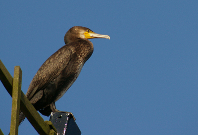 Een Aalscholver op de molen vlakbij Poelgeest, gemaakt met de Sigma 170-500 en een Pentax K100D Super