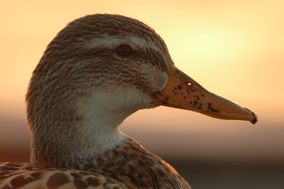 Vrijdagavond nog even naar Polsmaten geweest om zonsondergang mee te maken. Was erg mooi daar, ook de aanwezige eenden vonden het heel interresant.
