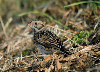 Een ijsgors tijdens een vogeldagje.
Bleef rustig zitten terwijl ik op mijn buik deze foto maakte