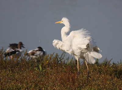 zaterdag morgen voor de hut de Kluut in de morgenzon een grote zilverreiger kunnen platen, licht was goed.
De veren moesten even goed worden opgeschud