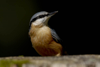 Deze kwam bijna in mijn lens gekropen. Door de drukte heen, ze waren volop aan het noten zoeken, waren ze mijn nabijheid vergeten.
