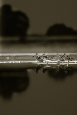 Een van mijn eerste foto,s. Ik herinner me deze dag als een openbaring. Urenlang kruipend en liggend in het gras, voelde ik elk detail van het moment. Geen perfecte plaat maar een opname die mijn verwaterde interresse in fotografie nieuw leven gaf.