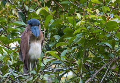 Deze zeer bijzonder uitziende reiger zat in een boom langs de rivier waar we doorheen gingen. Geen hele mooie foto maar hij leek mij toch de moeite waard. Met name omdat de kleuren veel blauwer zijn dan van de andere afbeeldingen die ik van deze reiger heb gezien, wellicht een jonge reiger.