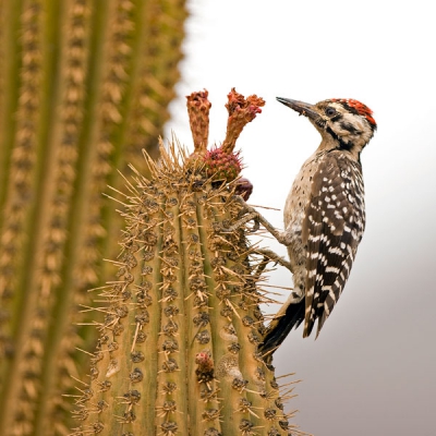 volgens mij weer een primeurtje voor Birdpix?
deze spechten dronken de nectar uit de cactusbloemen.
ik vond een wel een bijzonder plaatje: een specht op een cactus.