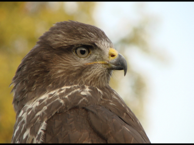 Deze buizerd liet zich tot op twee meter benaderen en bleef rustig poseren!