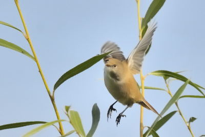 Ik heb hier veel gelukt mee gehad en hoop dat die mooi genoeg is om aan de rest van de vogel liefhebbers te laten zien