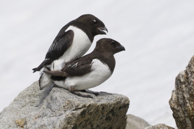Op het eiland Fugelsangen in het noordwesten van Spitsbergen zit een kolonie kleine alkjes. Je kunt daar heel dicht bij de vogels komen. Ik zat zelfs te dichtbij, mijn telelens kon vaak niet zo dichtbij scherpstellen. Het is een fantastische ervaring om daar tussen te zitten en die grote groepen vogels vlak over je heen horen vliegen. Een van de geslaagde (al zeg ik het zelf) foto's die ik daar kon maken is deze, van twee parende alkjes.