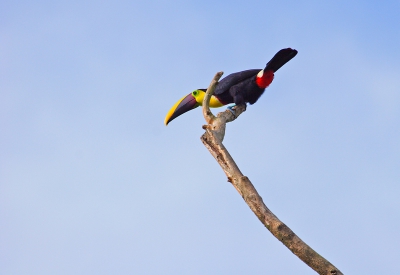 Vlak bij de Aranal, luid roepend en nieuwsgierige vogel. 
Ik stond vlakbij en strak van de adrenaline, ik durfde mijn lens nauwelijks te richten. Maar gelukkig bleef hij even zitten